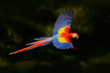 Rode papegaaivlieg in donkergroene vegetatie. Scarlet Macaw, Ara macao, in tropisch bos, Costa Rica, Wildlife scène uit de tropische natuur. Rode vogel in het bos. Papegaaivlucht in de groene jungle-habitat.