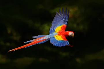 Tuinposter Papegaai Rode papegaaivlieg in donkergroene vegetatie. Scarlet Macaw, Ara macao, in tropisch bos, Costa Rica, Wildlife scène uit de tropische natuur. Rode vogel in het bos. Papegaaivlucht in de groene jungle-habitat.
