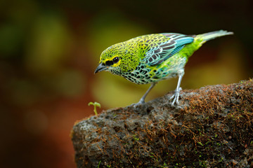 Speckled Tanagers, Tangara guttata, sitting on the brown stone. Tropic bird in the nature habitat....