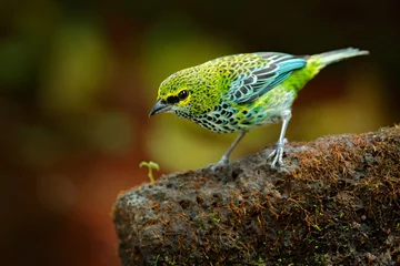  Speckled Tanagers, Tangara guttata, sitting on the brown stone. Tropic bird in the nature habitat. Wildlife in Costa Rica. Yellow and green mountain bird in the dark green forest, clear background. © ondrejprosicky