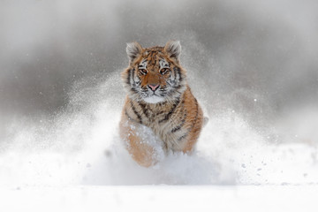 Fototapeta premium Tygrys w dzikiej zimowej przyrodzie. Amur tygrys biegający w śniegu. Scena dzikiej przyrody z niebezpieczeństwem zwierząt. Zimna zima w tajga, Rosja. Płatek śniegu z pięknym tygrysem syberyjskim, Panthera tigris altaica