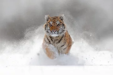 Tuinposter Tijger Tijger in de wilde winternatuur. Amoertijger die in de sneeuw loopt. Actie wildlife scene met gevaar dier. Koude winter in tajga, Rusland. Sneeuwvlok met prachtige Siberische tijger, Panthera tigris altaica