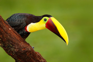 Obraz premium Detail big beak bird Chesnut-mandibled Toucan sitting on the branch in tropical rain with green jungle background. Wildlife scene from nature with beautiful bird with big bill. Bird with open bill.