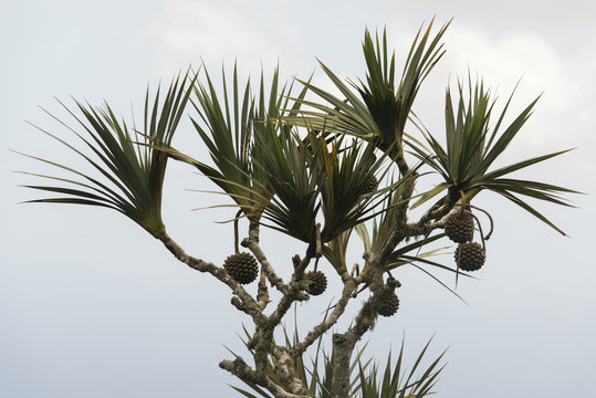 Vacoa, Pandanus utilis, Jardin botanique, Obsidia, Green montain national park,  Ile de l'Ascension