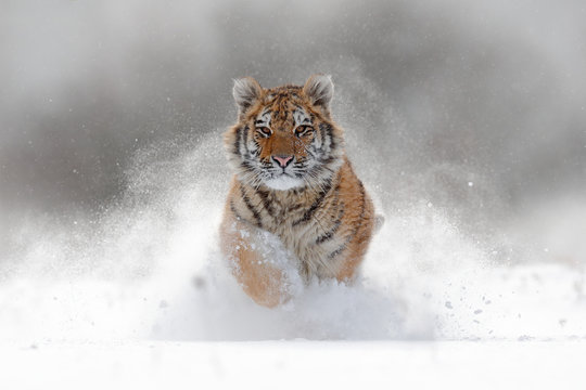 Tiger in wild winter nature.  Amur tiger running in the snow. Action wildlife scene with danger animal. Cold winter in tajga, Russia. Snowflake with beautiful Siberian tiger, Panthera tigris altaica