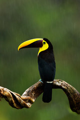 Rain in jungle. Big beak bird Chesnut-mandibled Toucan sitting on the branch in tropical rain with green jungle background. Wildlife scene from nature with beautiful bird with big yellow bill.