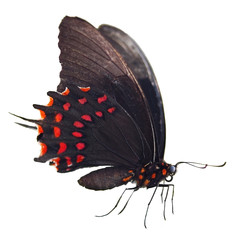 Fototapeta premium Black butterfly isolated