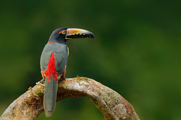 Collared Aracari, Pteroglossus torquatus, bird with big bill. Toucan sitting on the branch in the forest, Boca Tapada, Laguna de Lagarto Lodge, Costa Rica. Nature bird travel in central America.