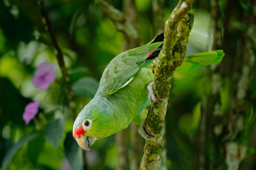 Obraz premium Red-lored Parrot, Amazona autumnalis, portrait of light green parrot with red head, Costa Rica. Detail close-up portrait of bird. Bird and pink flower. Wildlife scene from tropic nature.
