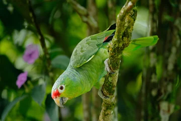  Red-lored Parrot, Amazona autumnalis, portrait of light green parrot with red head, Costa Rica. Detail close-up portrait of bird. Bird and pink flower. Wildlife scene from tropic nature. © ondrejprosicky