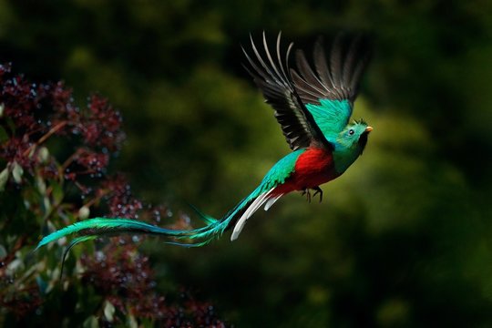 Flying Resplendent Quetzal, Pharomachrus mocinno, Savegre in Costa Rica, with green forest background. Magnificent sacred green and red bird. Action fly moment with Resplendent Quetzal. Birdwatching