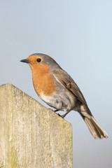 European Robin, Robin, Birds