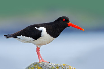 Oystercatcher, Heamatopus ostralegus, water bird in the wave, with open red bill,Norway. Bird sitting on the yellow lichen stone. Oystercatcher in the nature habitat. Bird in the sea coast.