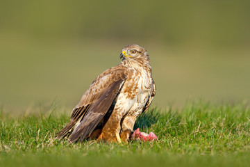 Hunter in the grass. Birds of pray Common Buzzard, Buteo buteo, sitting in the grass with blurred green forest in background. Common Buzzard with catch. Feeding scene from nature. Wildlife in Germany.