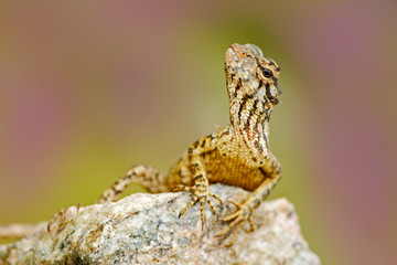 Lizard from Asia, Calotes calotes, Green Garden Lizard, with beautiful pink background. Wildlife scene from Asia Nature. Summer image with rare animal. Lizard on the stone. Holiday nature tour.