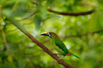 Blue-throated Toucanet, Aulacorhynchus caeruleogularis, green toucan bird in the nature habitat. Exotic animal in tropical forest, green mountain vegetation, Costa Rica. Toucan hidden in the tree.