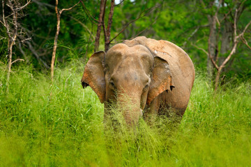 Fototapeta premium Asian Elephant, Elephas maximus maximus, with green grass in the trunk. Big mammal in the nature habitat, Yala National Park, Sri Lanka. Elephant in Asia.