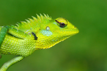 Detail face portrait of lizard. Green Garden Lizard, Calotes calotes, detail eye portrait of exotic tropic animal in the green nature habitat, Sinharaja Forest, Sri Lanka. Wildlife tour in Asia.