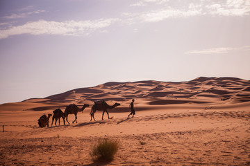 Camel caravan in the Sahara
