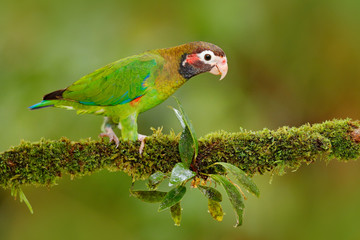 Brown-hooded Parrot, Pionopsitta haematotis, portrait of light green parrot with brown head, Costa Rica. Detail close-up portrait of bird. Bird from Central America. Wildlife scene from tropic nature.