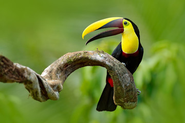 Fototapeta premium Ptak z otwartym rachunkiem. Duży dziób ptaka Tukan chełbot mandibled siedzi na gałęzi w tropikalnym deszczu z zielonym tle dżungli. Scena przyrody z natury z pięknym ptakiem z dużym rachunkiem.