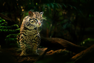 Wildlife in Costa Rica. Nice cat margay sitting on the branch in the costarican tropical forest....