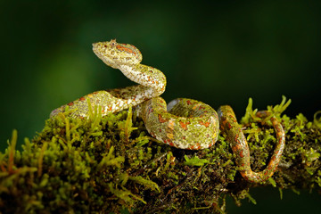 Dangerous snake in the nature habitat. Eyelash Palm Pitviper, Bothriechis schlegeli, on the green moss branch. Venomous snake in the nature habitat. Poisonous animal from South America.