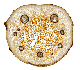 Male fern (Dryopteris filix-mas) frond stem cross section © Pawel Burgiel