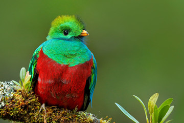 Resplendent Quetzal, Pharomachrus mocinno, from Savegre in Costa Rica with blurred green forest...