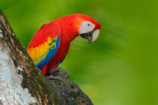 Red parrot in the nest hole. Parrot Scarlet Macaw, Ara macao, in dark green tropical forest, Costa Rica, Wildlife scene from tropic nature. Red bird in the forest. Parrot in the green jungle habitat.