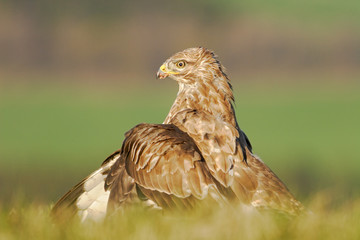 Wildlife in Poland. Hunter in the grass. Birds of pray Common Buzzard, Buteo buteo, sitting in the grass with blurred green forest in background. Common Buzzard with catch. Feeding scene from nature.