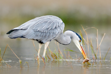 Heron with fish. Bird with catch. Bird in water. Grey Heron, Ardea cinerea, blurred grass in background. Heron in the forest lake. Bird in the nature habitat, walking water. Animal from Poland.