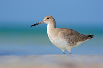 Animal on the ocean coast. White bird in the sand beach. Beautiful bird from Florida, USA. Bird with ocean wave. Blue surface with bird. Shore bird Willet, sea water bird in the nature habitat.