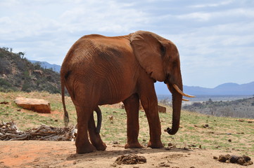 elefante