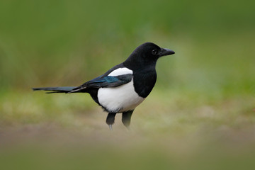 European Magpie or Common Magpie, Pica pica, black and white bird with long tail, in the nature habitat, clear background, Germany. Bird in green grass. Magpie in the nature habitat.