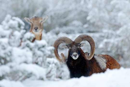 Male and female of Mouflon, Ovis orientalis, winter scene with snow in the forest, horned animal in the nature habitat. Portrait of mammal with big horn, Praha, Czech Republic. Two animals with snow.