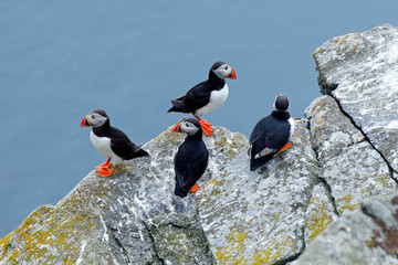 Four birds on the rock with blue sea in the background. Atlantic Puffin, Fratercula artica, artic...