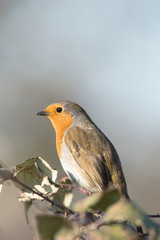 European Robin, Robin, Birds