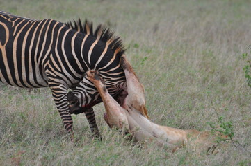Fototapeta na wymiar leone che caccia zebra