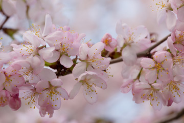 Fototapeta na wymiar Branch of the blossoming Oriental cherry sakura with pink flowers