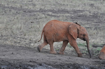 cucciolo di elefante © marica