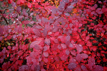 autumn leaves with dew