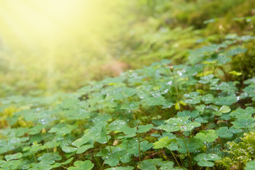 Green background wood sorrel and sun