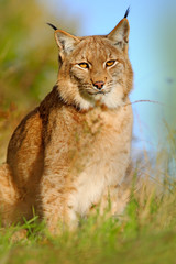 Eurasian Lynx in the field, hidden in the grass. Cute lynx in the autumn forest. Lynx in the grass with evening sun. Wildlife scene with cat from Europe. Wild cat Lynx in the nature meadow habitat.