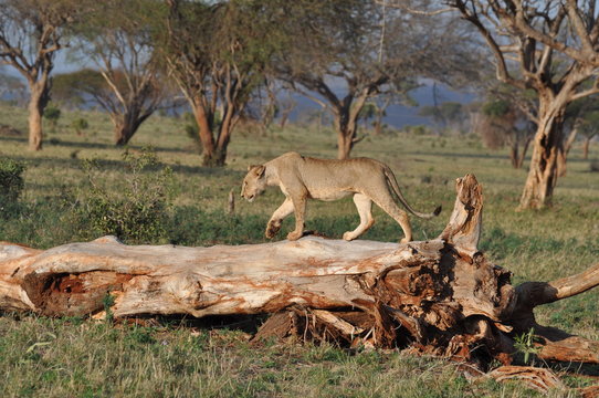 leonessa