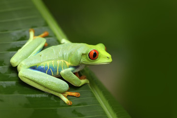 Beautiful frog in forest, exotic animal from central America. Red-eyed Tree Frog, Agalychnis callidryas, animal with big red eyes, in the nature habitat, Costa Rica. Frog in the nature.