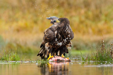 Wild Norway. White-tailed Eagle, Haliaeetus albicilla, feeding kill fish in the water, with brown grass in background. Wildlife scene from nature. Eagle with food. Eagle with fish in the autumn lake.