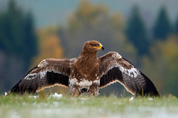 Steppe Eagle, Aquila nipalensis, sitting in the grass on meadow, Norway. Eagle with open wing. Wildlife scene from the nature. Birds of prey on the meadow with orange autumn forest in the background.