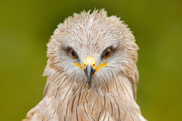 Detail close-up portrait of bird of prey with green background. Black Kite, Milvus migrans, brown bird of prey sitting larch tree branch. animal in the nature habitat. Black Kite in the forest.