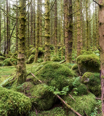 dark scary spruce tree forest